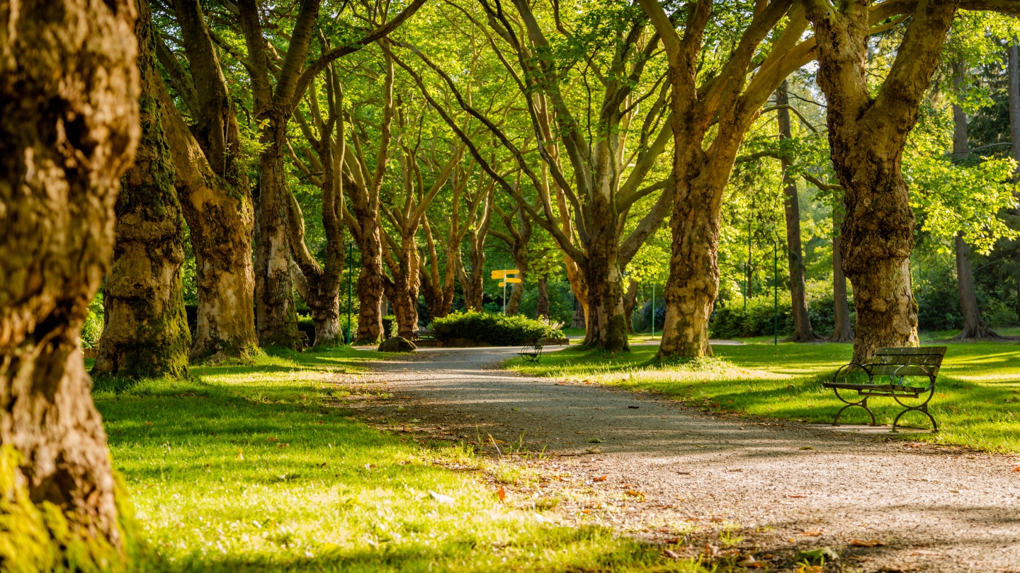 Dominion Arboretum